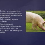 Kako hraniti svinje za brzi rast kod kuće